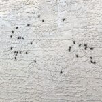 lubber grasshopper, mating season, pest